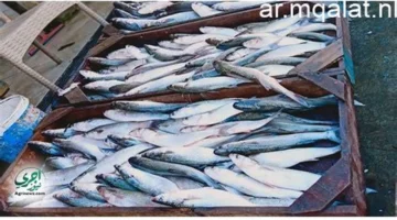 بفئة 50 جنيهًا.. إصدار جديد من البنك المركزي المصري يثير اهتمام المواطنين